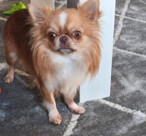 België  chihuahua reutje, Dieren en Toebehoren, Honden | Chihuahua's en Gezelschapshonden, Reu, Chihuahua, Particulier, Eén hond