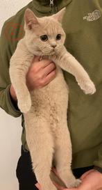 Mooiste Raszuivere Britse korthaar kittens fluffy kittens, Meerdere dieren, 0 tot 2 jaar, Ontwormd
