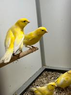 Waterslagers mannen, Dieren en Toebehoren, Vogels | Kanaries, Meerdere dieren, Zangkanarie