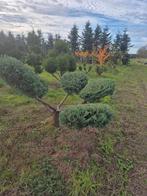 Grote Tuinbonsai - Blikvanger voor uw tuin!, Tuin en Terras, Planten | Bomen, Ophalen, Bloeit niet, Volle zon, Overige soorten