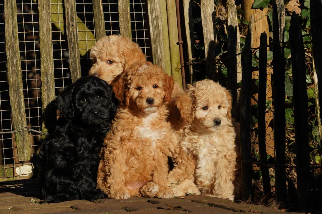 Mini Labradoodle pups | Minidoodle | Dwergpoedel, Parvo, Nederland, Overige rassen, 8 tot 15 weken