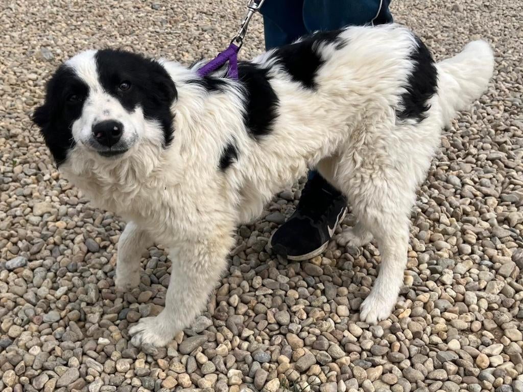 Prachtige Michelle, is heel lief en vrolijk hondje, Particulier, 1 tot 2 jaar, Buitenland, Teef