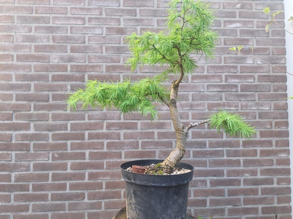 Bonsai pseudo lariks, Tuin en Terras, Ophalen, Volle zon, Overige soorten, Minder dan 100 cm