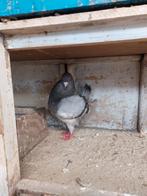 Kingduif doffer, Mannelijk, Kropper