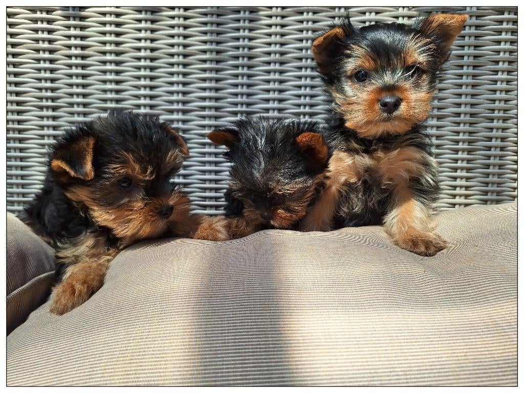 Drie Yorkshire Terriër pups te koop, Yorkshire Terriër, 8 tot 15 weken, Teef, Meerdere