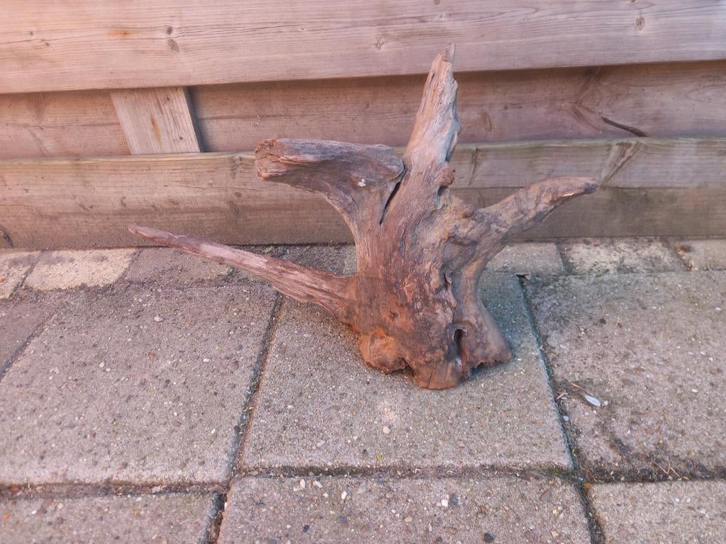 Groot terrarium boom stronk, Ophalen of Verzenden, Gebruikt, Tak, Plant, Rots of Steen
