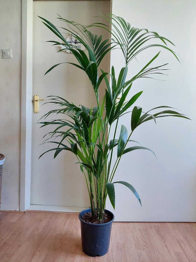 XL Howea Forsteriana - Kentiapalm H: 160 cm., Huis en Inrichting, Kamerplanten, Ophalen, Palm, Halfschaduw, 150 tot 200 cm