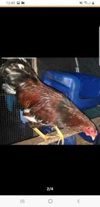 3 hanen, haantjes 6 maanden oud,  zsm op te halen, Dieren en Toebehoren, Pluimvee, Mannelijk, Kip