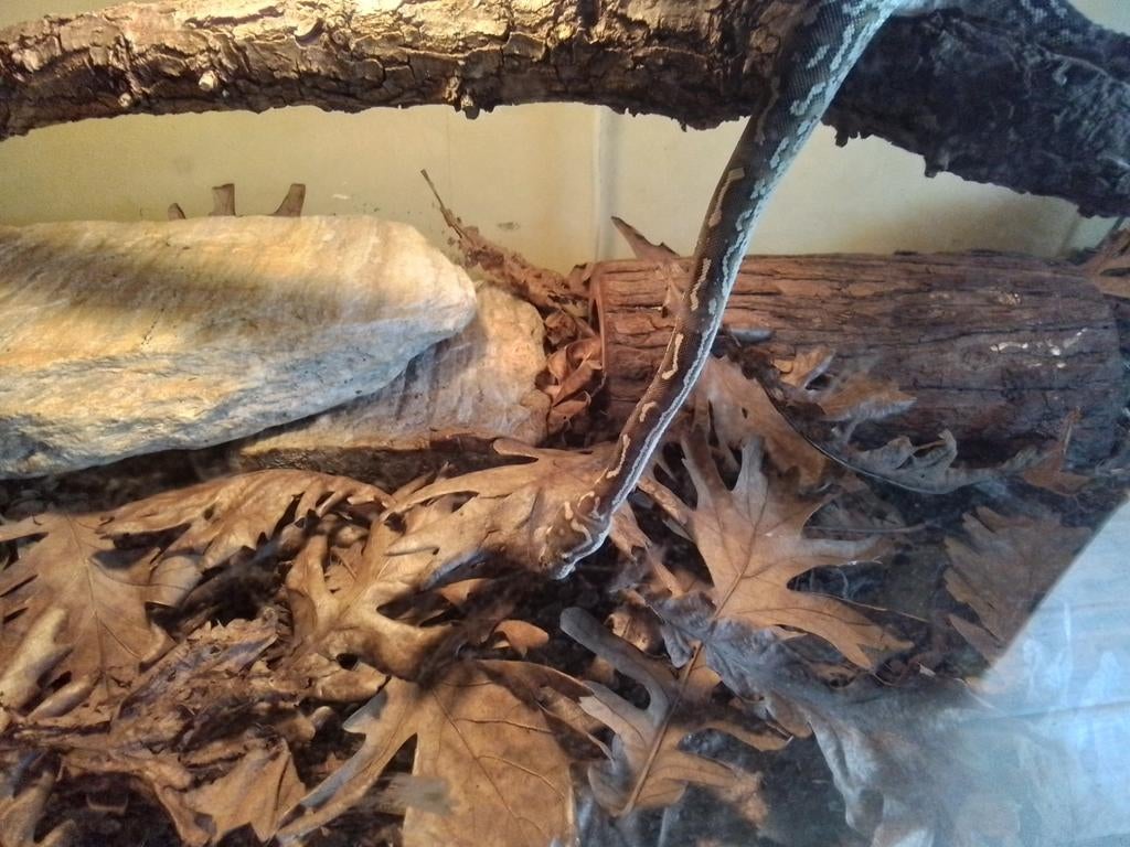 Nakweek python anchieta te koop Green Tree Python - female for sale from Ed