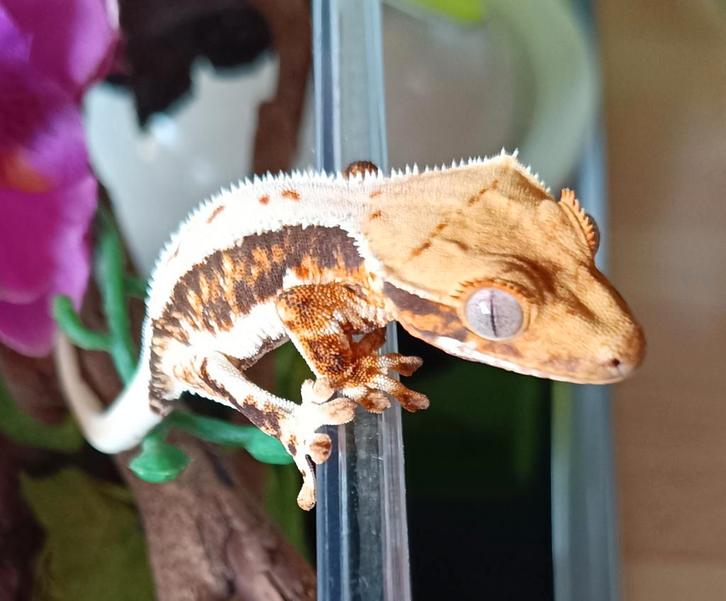 Wimpergekko nakweek 2025 tricolor LW Crested Gecko - unknown for sale from Sabrina