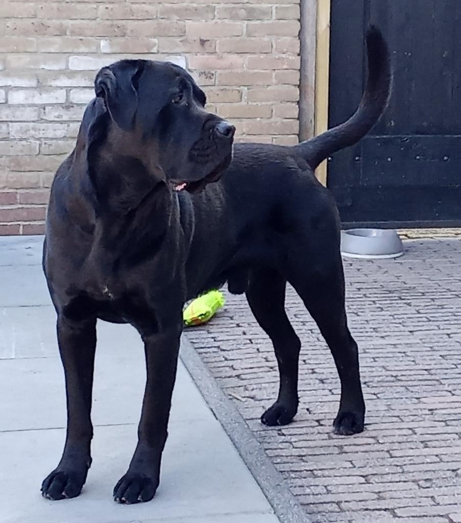 CANE CORSO NORMALE PRIJS GETEST HDA/ED0/DSRA VRIJ, Reu, Parvo, Eén hond, 3 tot 5 jaar