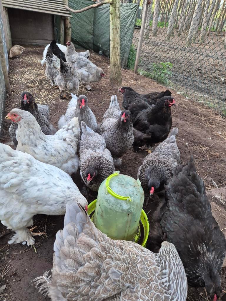 Nog enkele brahma hennen groot van 2025, Dieren en Toebehoren, Pluimvee, Vrouwelijk, Kip