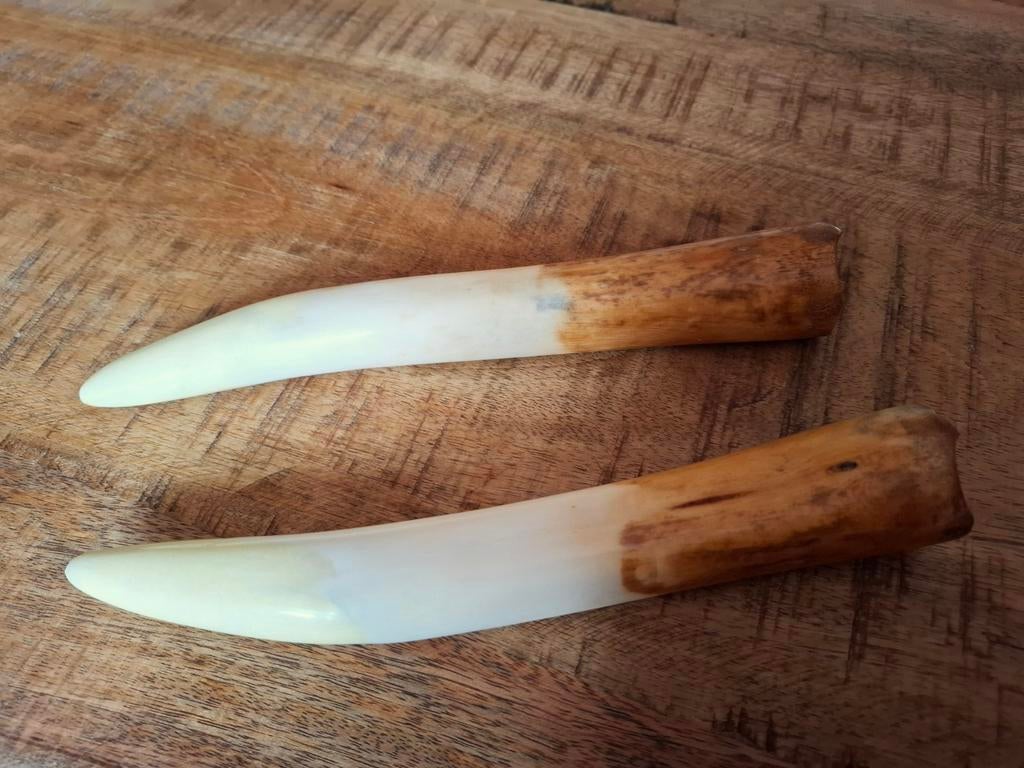 Replica slagtanden, Ophalen of Verzenden