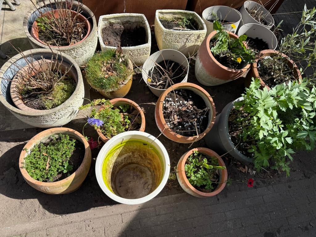 Grote partij bloempotten + planten – diverse maten, Ophalen