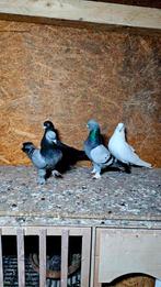 Takla Duiven, Meerdere dieren, Postduif