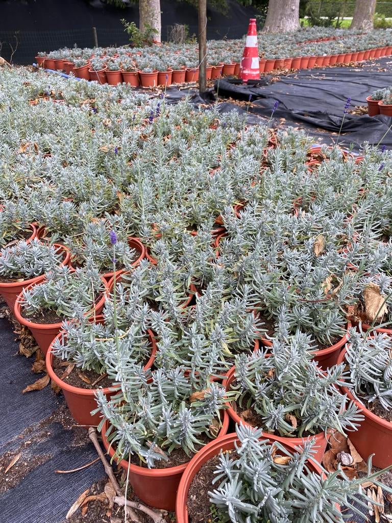 Bossige terug gesnoeide lavendel hidcote paars in20cmpotva€1, Tuin en Terras, Planten | Tuinplanten, Ophalen, Overige soorten