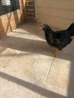 Wyandotte Groot, Geslacht onbekend, Kip