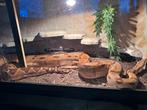Boa constrictor koppel, Dieren en Toebehoren, Ophalen, Zo goed als nieuw