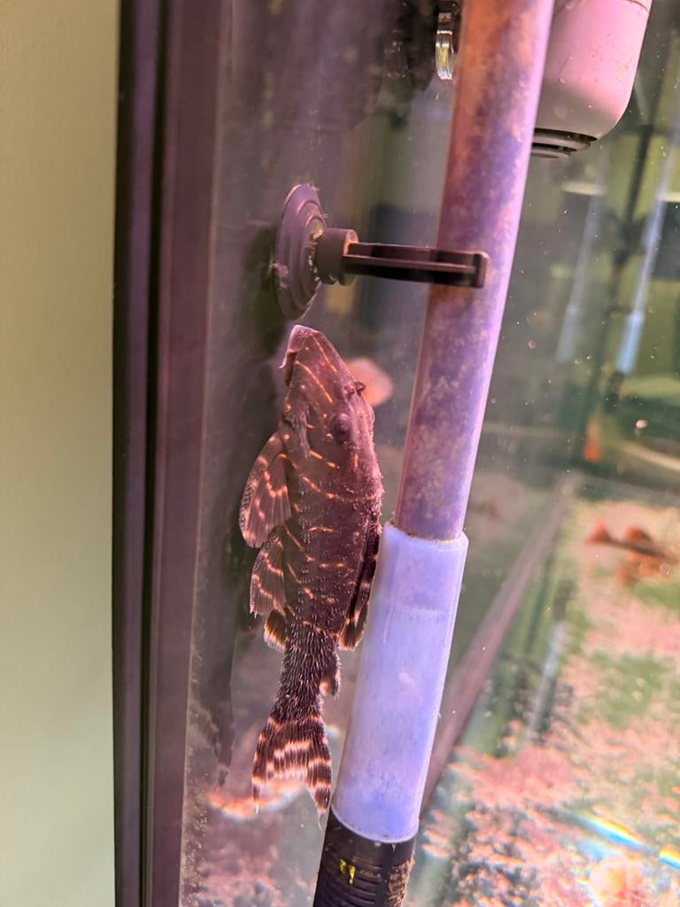 Panaqolus albivermis (L204 / Flash Pleco), Dieren en Toebehoren, Vissen | Aquariumvissen, Vis