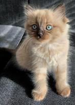 Liefste Ragdoll kittens (m/v), Dieren en Toebehoren, Katten en Kittens | Raskatten | Langhaar, Meerdere dieren
