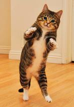 Kattenoppas in Rotterdam, Ophalen of Verzenden, Gebruikt