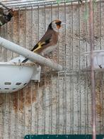 Putter parva vogels, Meerdere dieren, Postduif