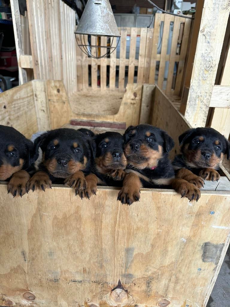 Lieve rottweiler pups te koop, 8 tot 15 weken, Parvo, Meerdere, Meerdere dieren
