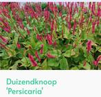 Persicaria, Ophalen, Overige soorten, Volle zon
