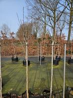 Super mooie magnolia 'Susan' bol op stam te koop!, 100 tot 250 cm, Zomer, Ophalen, Volle zon