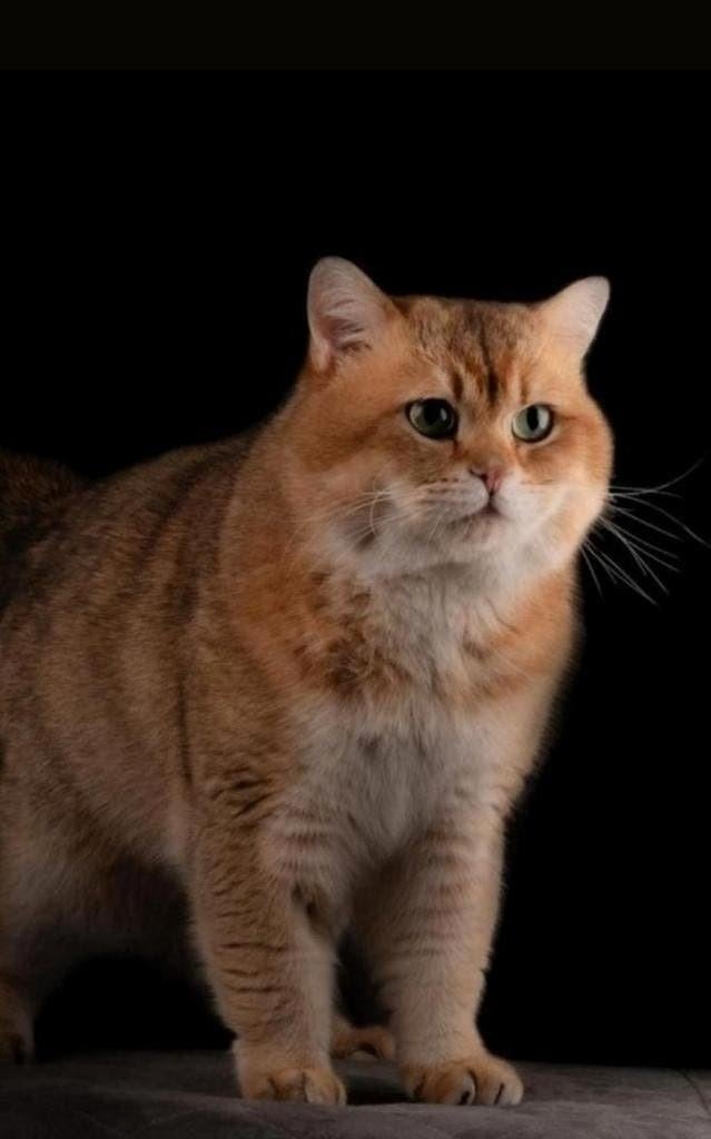 Black golden brits / britse korthaar dekkater  NIET TE KOOP, Dieren en Toebehoren