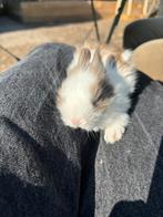 Teddy Dwerg konijn ras zuiver te koop, Mannelijk, Dwerg