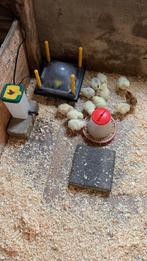 Kuikens - Brahma Zalm en Isa Brown, Dieren en Toebehoren, Pluimvee, Geslacht onbekend, Kip