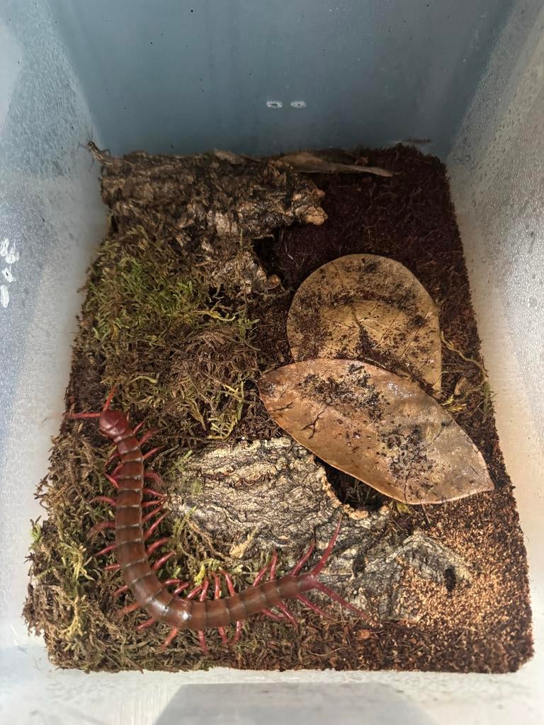 Scolopendra dehaani