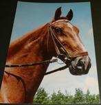 Paarden - Skorpion, Verzenden, 1960 tot 1980, Gelopen, Paard