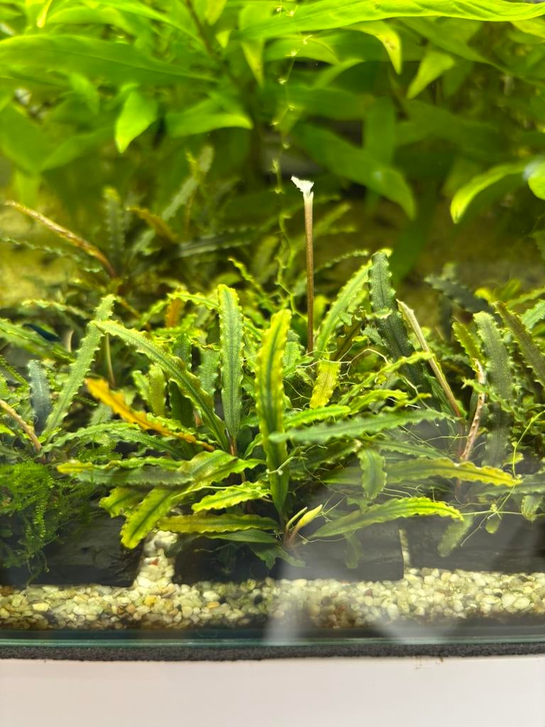Bucephalandra Browny red, Dieren en Toebehoren, Vissen | Aquariumvissen, Kreeft, Krab of Garnaal