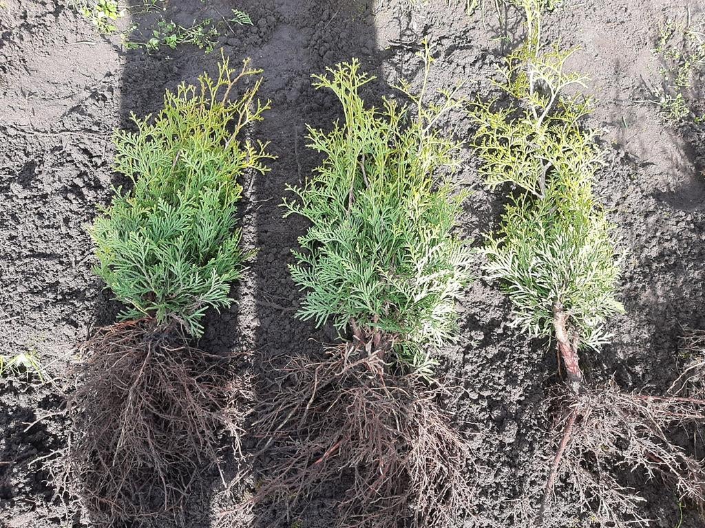 Thuja Occidentalis Brabant Plantgoed - Haag of doorkweek, Ophalen of Verzenden, Bloeit niet, Overige soorten, Volle zon