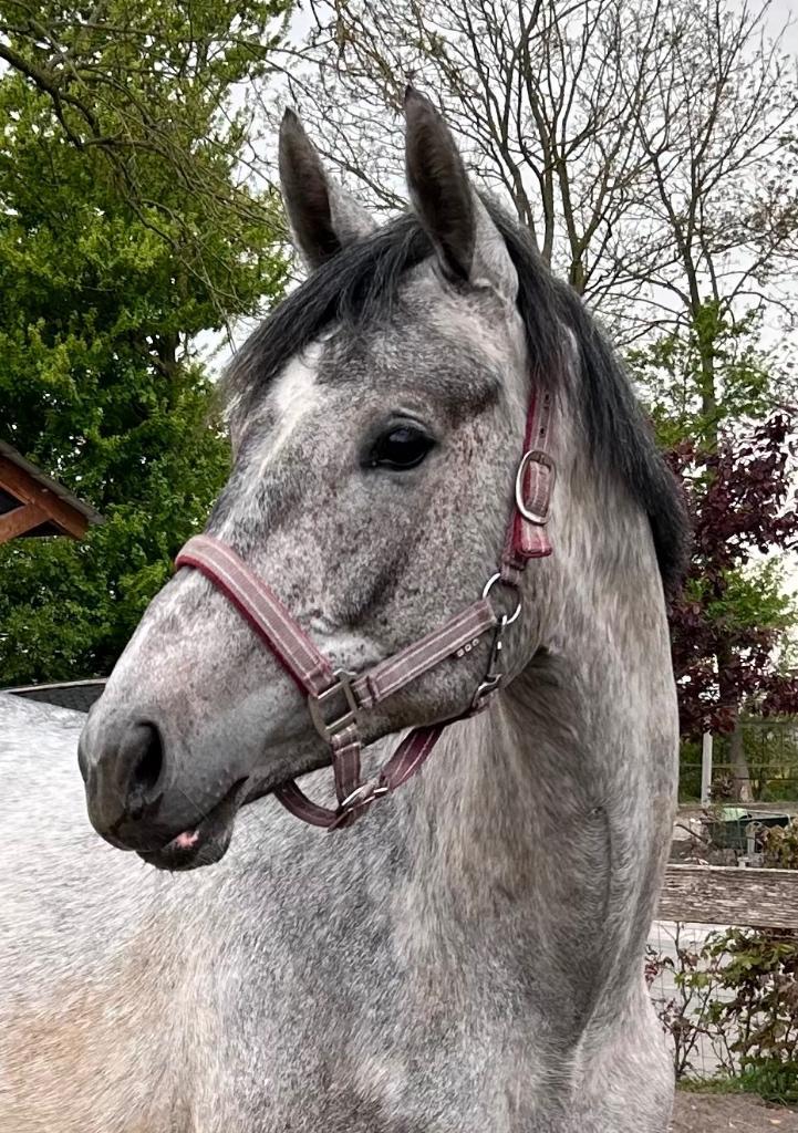 Vlotte veelzijdige merrie, Dieren en Toebehoren, Paarden, Merrie, Onbeleerd, 160 tot 165 cm, 3 tot 6 jaar, Springpaard, Met stamboom
