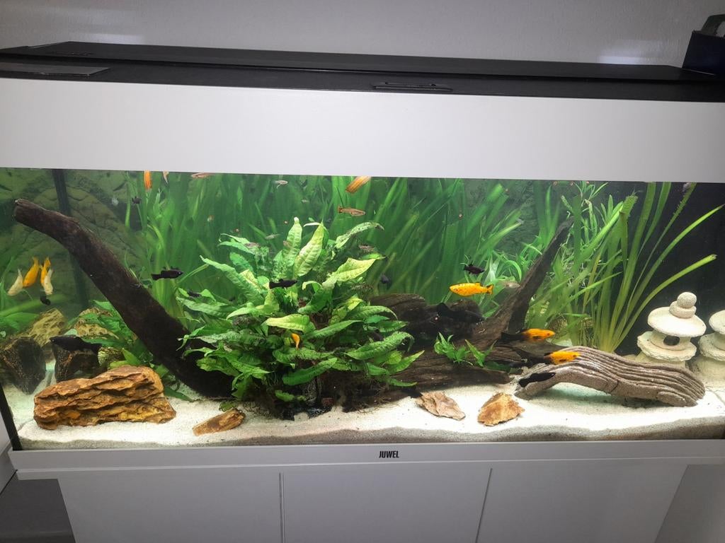 Juwel Rio 180 zie omschrijving, Ophalen, Inclusief toebehoren, Gevuld zoetwateraquarium, Juwel