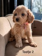 Maltipoo pups, Overige rassen, 8 tot 15 weken, Parvo, Meerdere