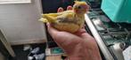 2 lieve handtamme baby valkparkieten, Dieren en Toebehoren, Vogels | Parkieten en Papegaaien, Geslacht onbekend, Parkiet, Geringd