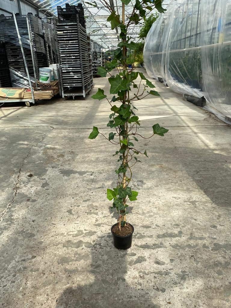 Te koop Hedera Hibirnica hoogte 1.2 m gestokt, Tuin en Terras, Planten | Tuinplanten, Ophalen, Bloeit niet, Klimplanten, Halfschaduw