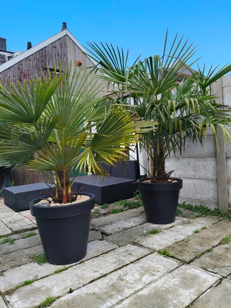 Twee prachtige Palmbomen, Bloeit niet, 100 tot 250 cm, Palmboom, Ophalen