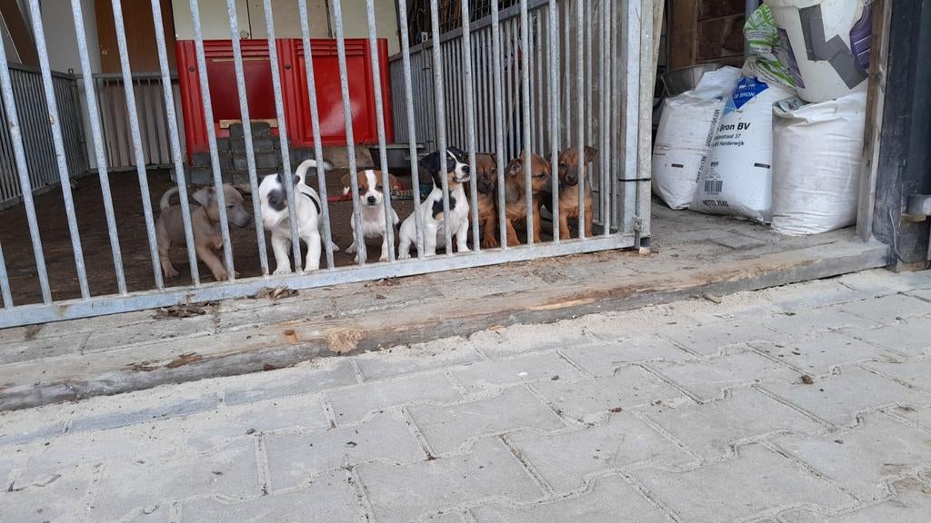 Jack Russel pups te koop jack russel, Dieren en Toebehoren, Honden | Jack Russells en Terriërs, Jack Russell Terriër, 8 tot 15 weken
