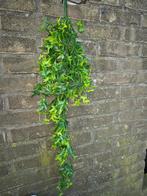 streng klimop, Ophalen of Verzenden, Zo goed als nieuw