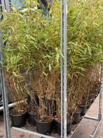 Bamboe fargesia rufa nieuw binnen hoog 1 m prijs 6,95 pst, Volle zon, Vaste plant, Bloeit niet, Ophalen
