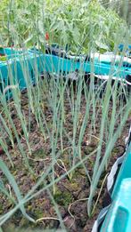 100 Preiplanten, Tuin en Terras, Planten | Tuinplanten, Ophalen, Eenjarig, Overige soorten, Volle zon