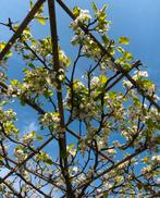 Sierpeer dakbomen | Pyrus chanticleer bomen, Ophalen of Verzenden, Bloeit niet, Volle zon, Overige soorten