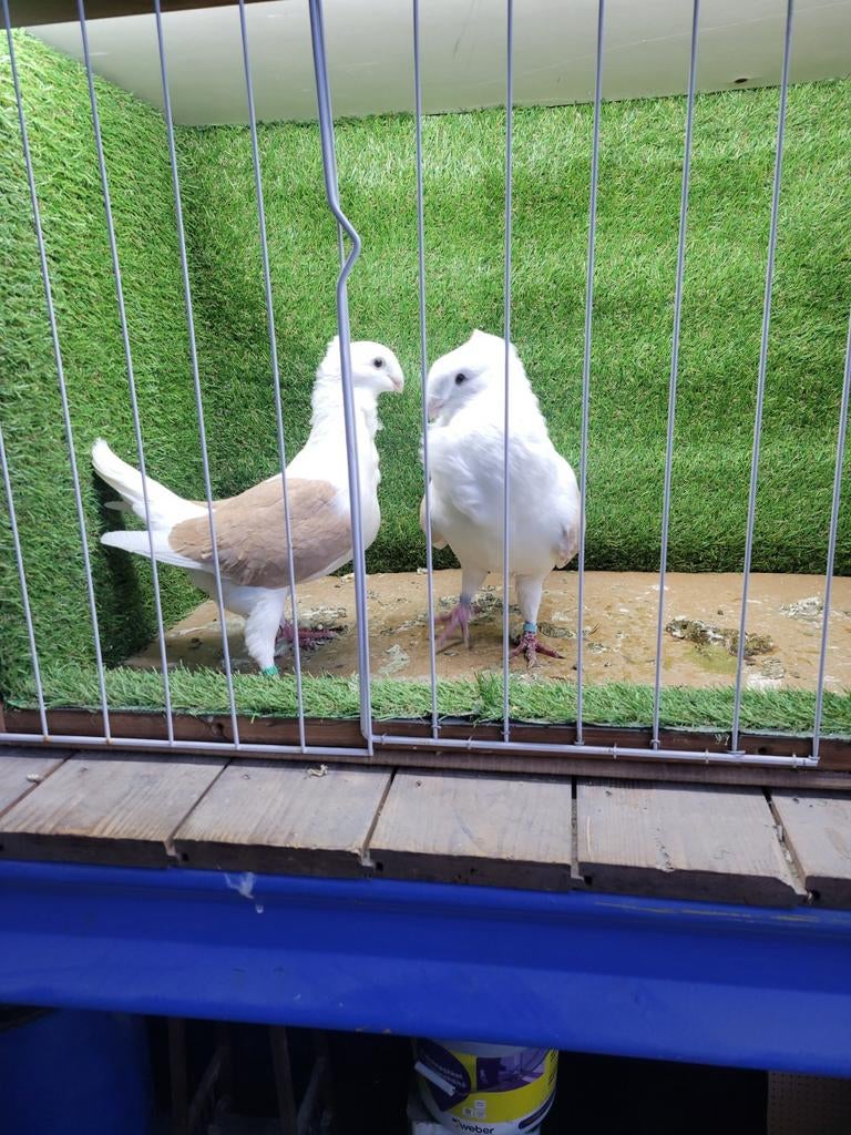 Belgische smerles duiven, Meerdere dieren, Postduif