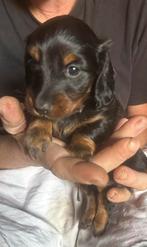 Teckel pups, Kaninchen, België, Particulier, Reu