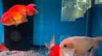 Ranchu goudvis XXL - Koidream Valburg, Dieren en Toebehoren, Vis, Zoetwatervis
